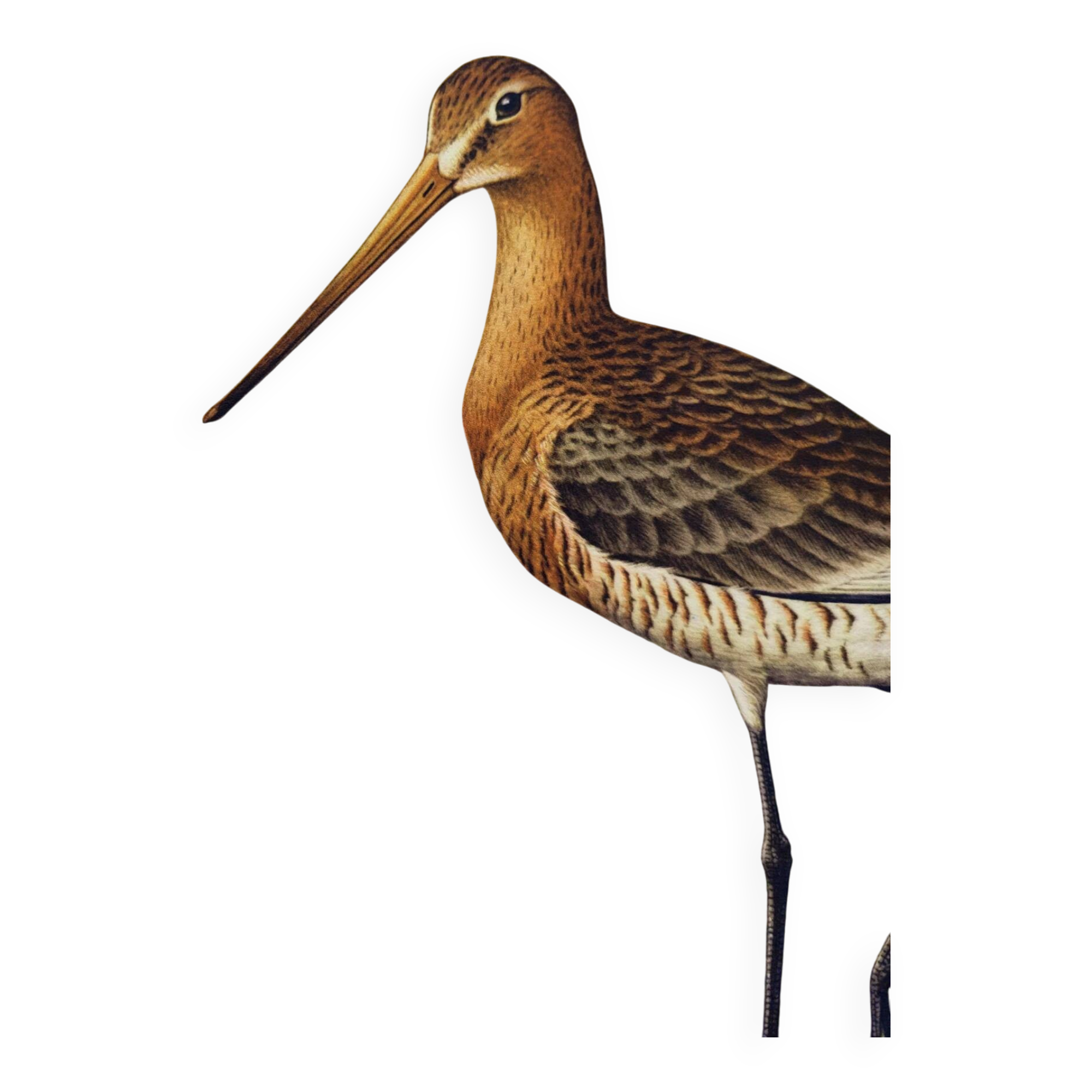 Antique bird print from the 1960s - Black-tailed Godwit - Illustration