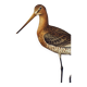 Antique bird print from the 1960s - Black-tailed Godwit - Illustration