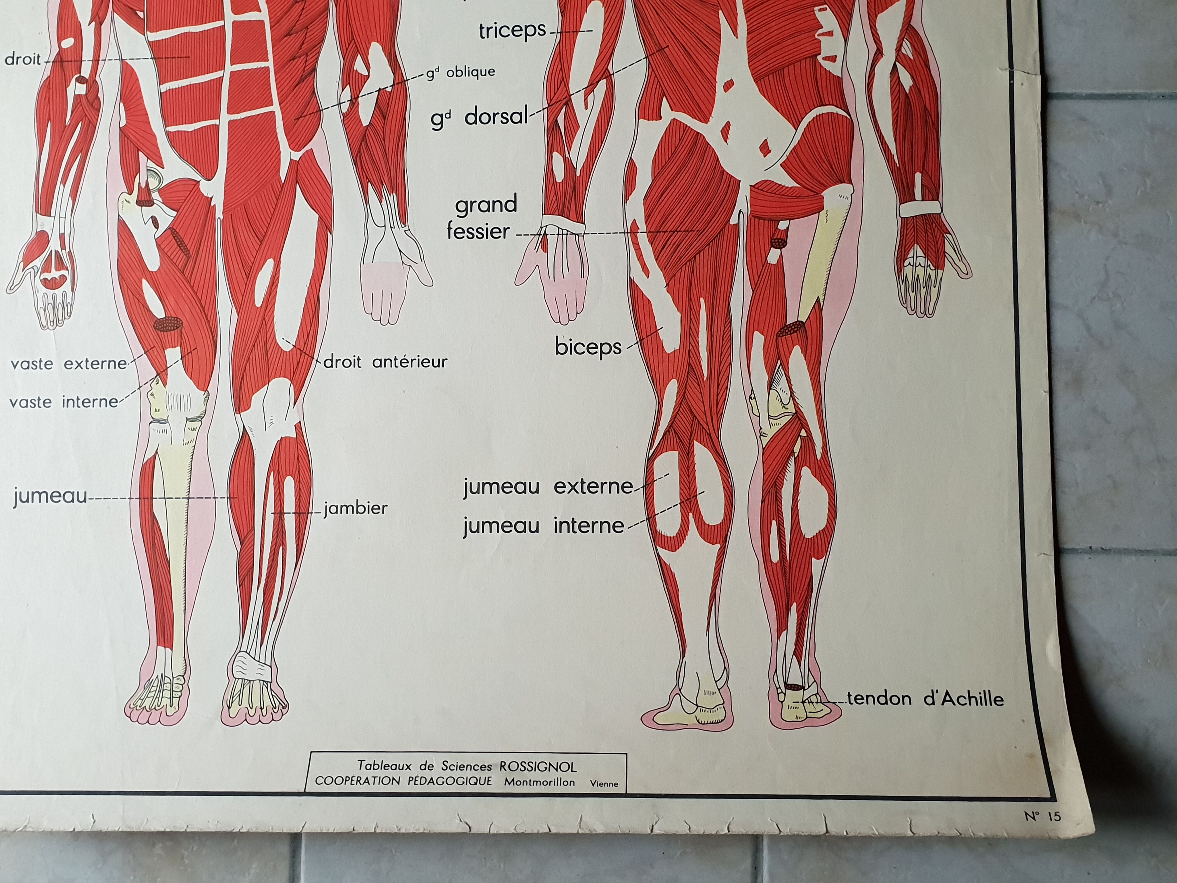 School poster Nightingale No.15 system nervous No.16 System muscle