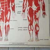School poster Nightingale No.15 system nervous No.16 System muscle