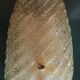 Mid century Murano gold flecked conch wall light, Italy 1960s