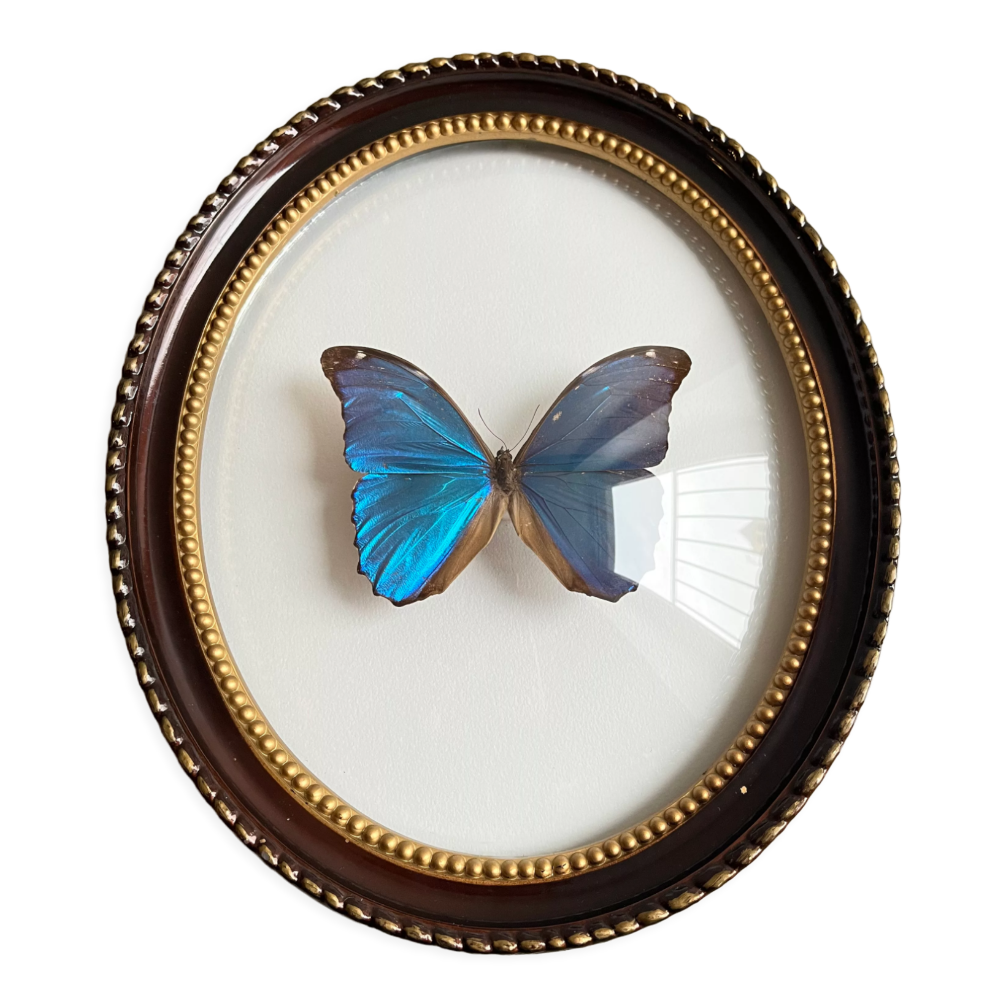 Butterfly domed glass frame "Morpho menelaus"