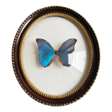 Butterfly domed glass frame "Morpho menelaus"