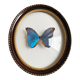 Cadre verre bombé papillon «Morpho menelaus»