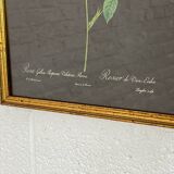 Pair of flower engravings