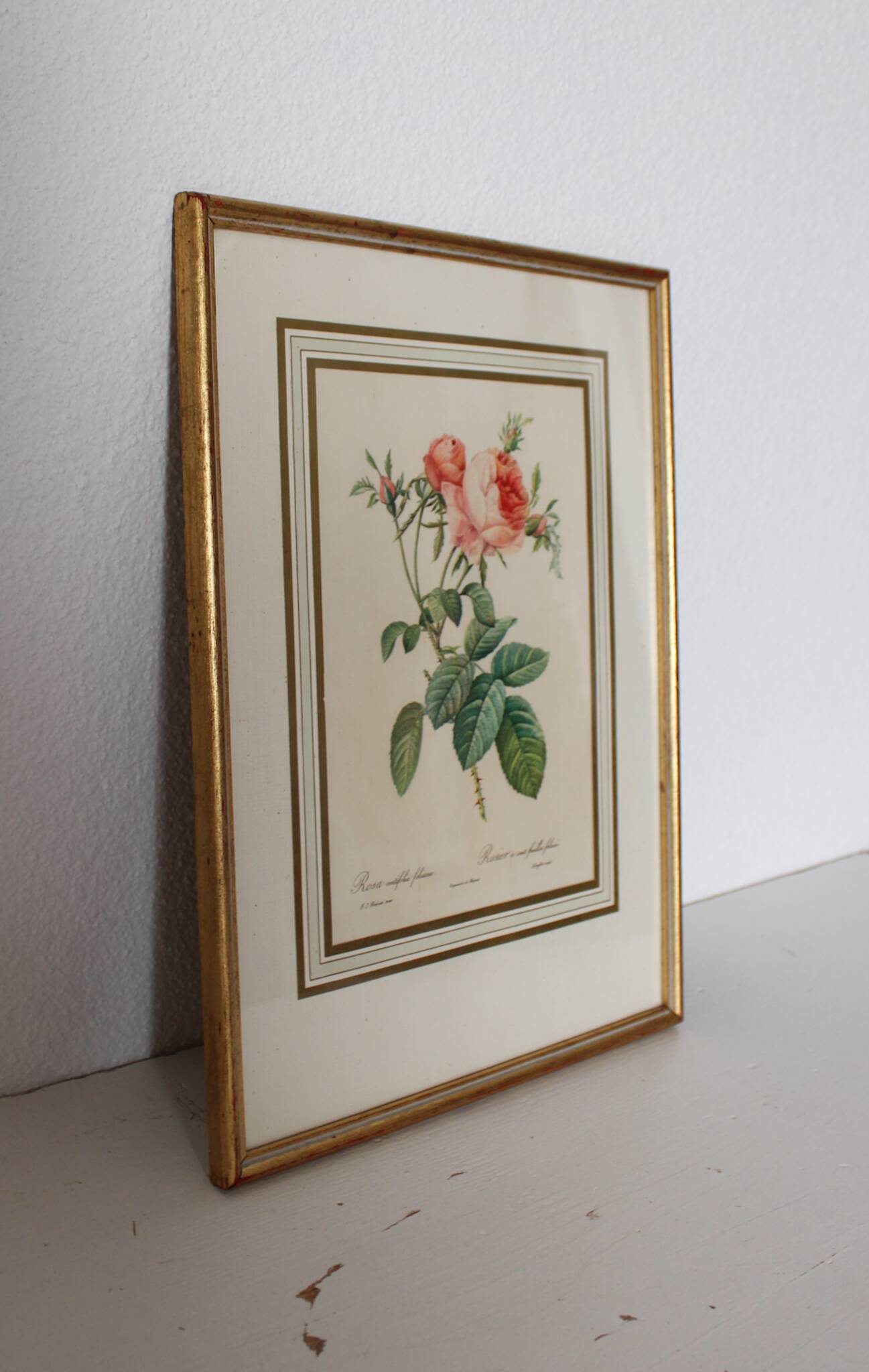Golden frame botanical illustration
