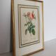 Golden frame botanical illustration