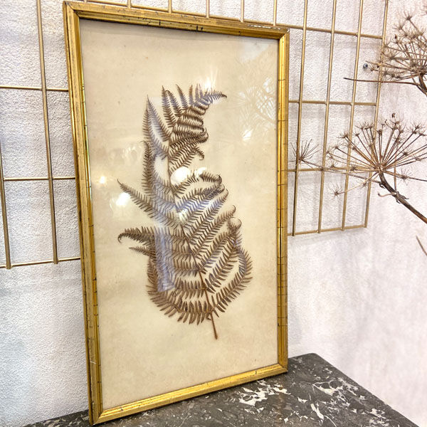 Ancient herbarium – Fern under glass