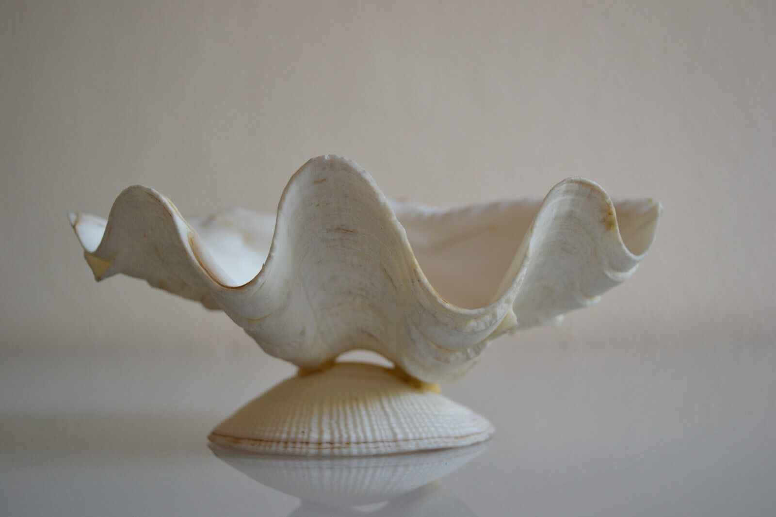 Clam shell in empty pocket