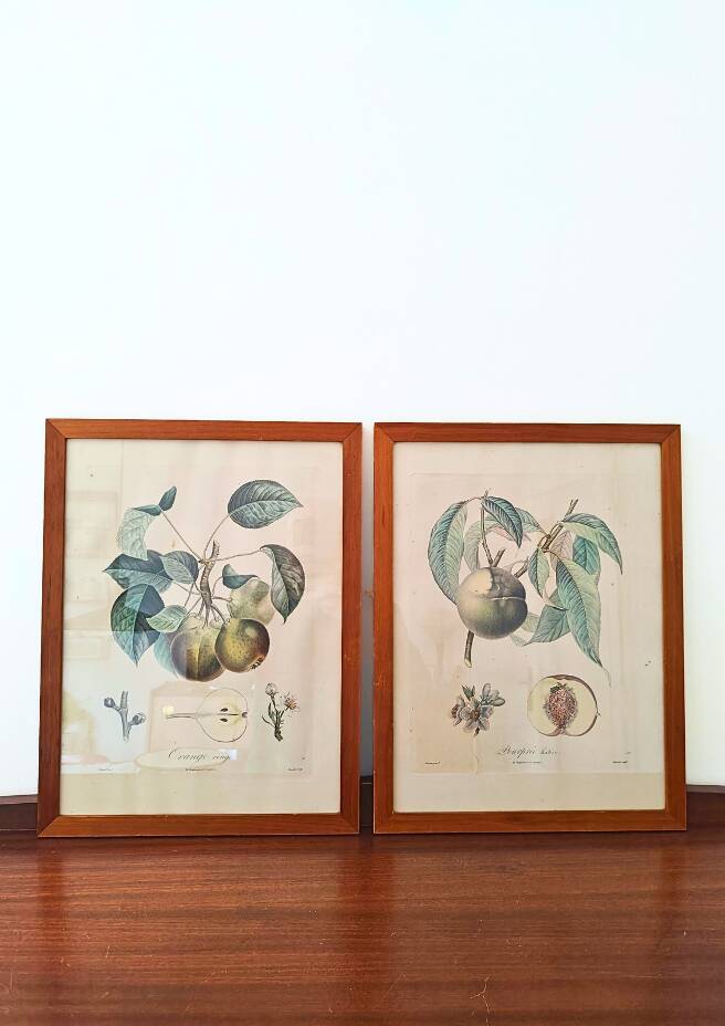 Pair of Botanical Plates 1905 – Peach & Pear – Poiteau