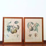 Pair of Botanical Plates 1905 – Peach & Pear – Poiteau