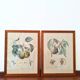 Pair of Botanical Plates 1905 – Peach & Pear – Poiteau