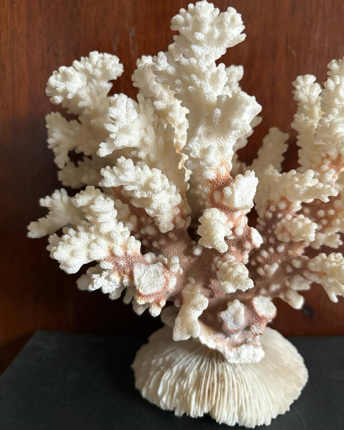 Ancient white coral
