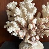 Ancient white coral