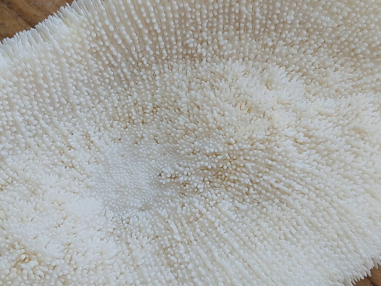 White Coral Fungia 24 cm