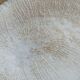 Corail blanc Fungia 24 cm