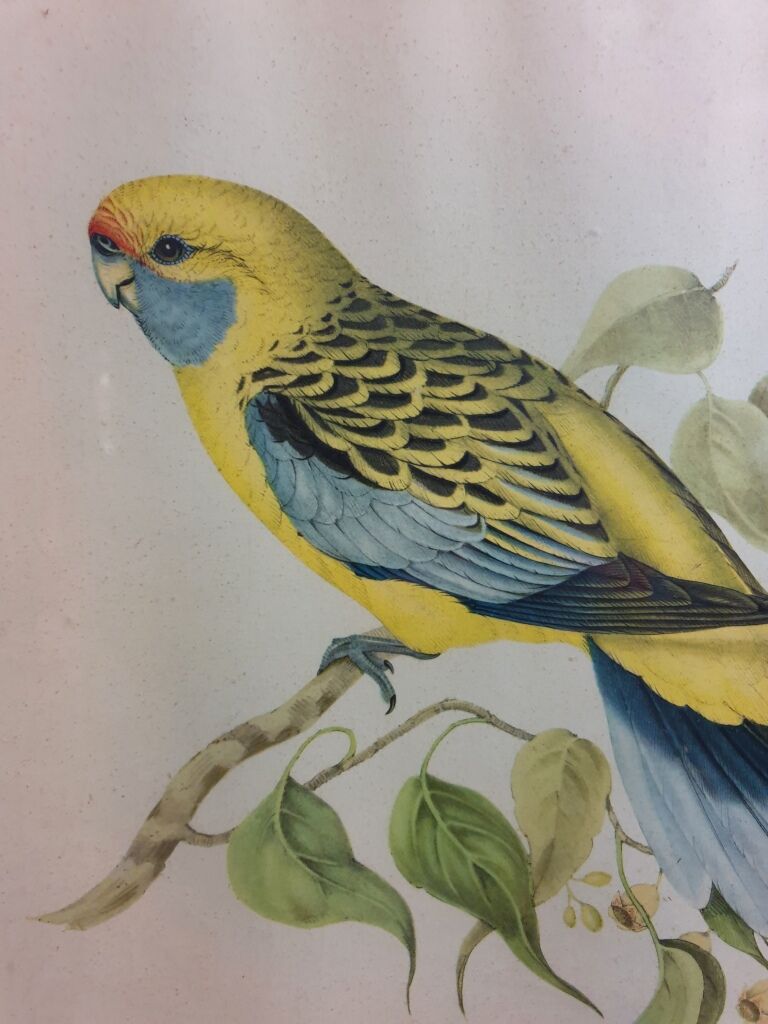 Table Bird illustration - Parakeet Flaveolus