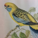 Table Bird illustration - Parakeet Flaveolus