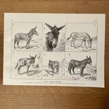 Lithograph on donkeys - 1920