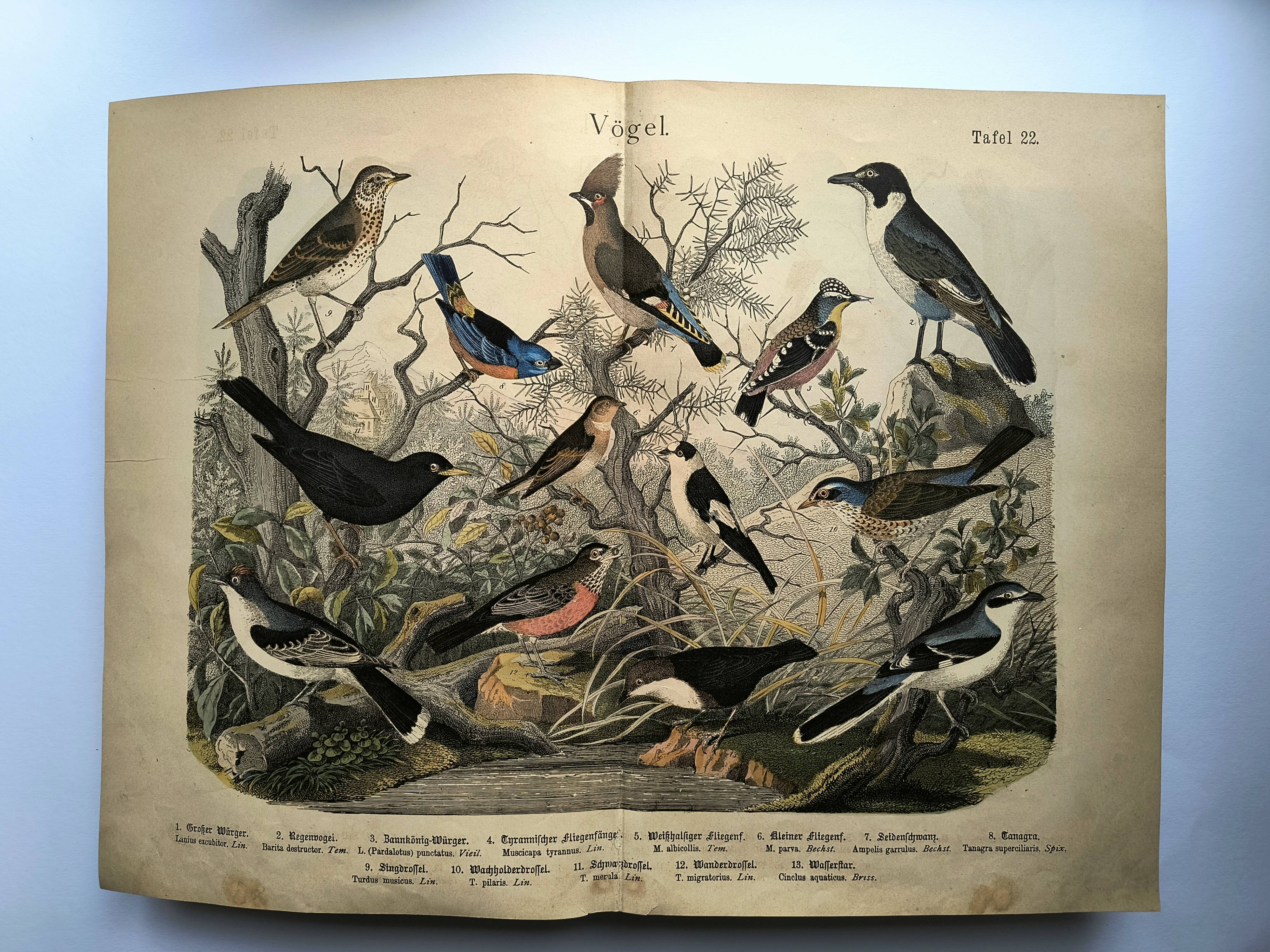 Large antique engraving, 1886 - Thrushes and European birds. Lithograph.