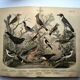 Large antique engraving, 1886 - Thrushes and European birds. Lithograph.