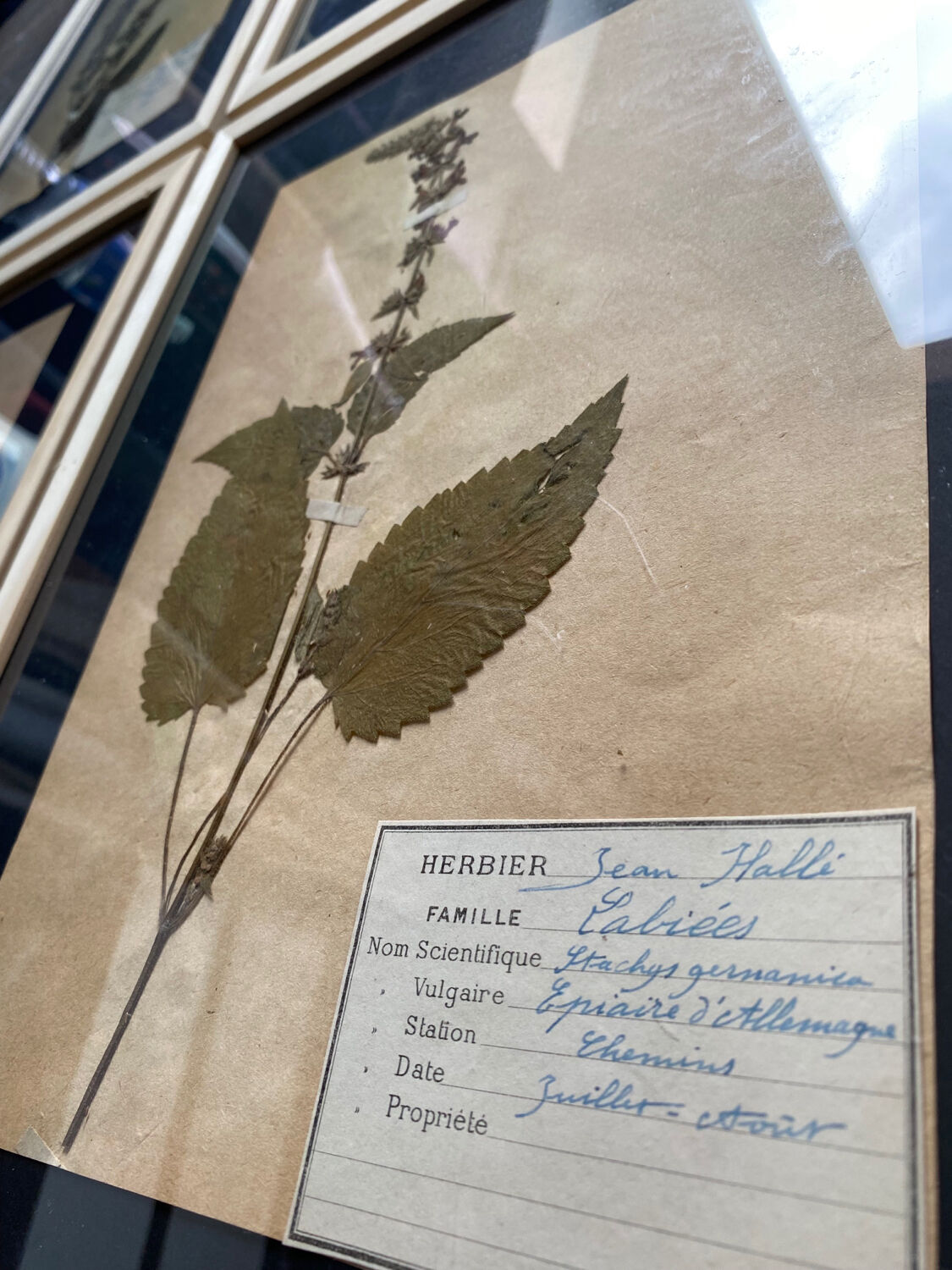 Lot 4 herbarium plates 1929