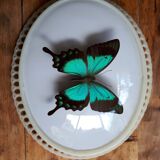 Papillon naturalisé encadré