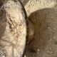 Cement planter
