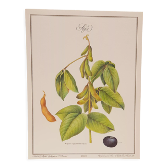Botanical board Soy