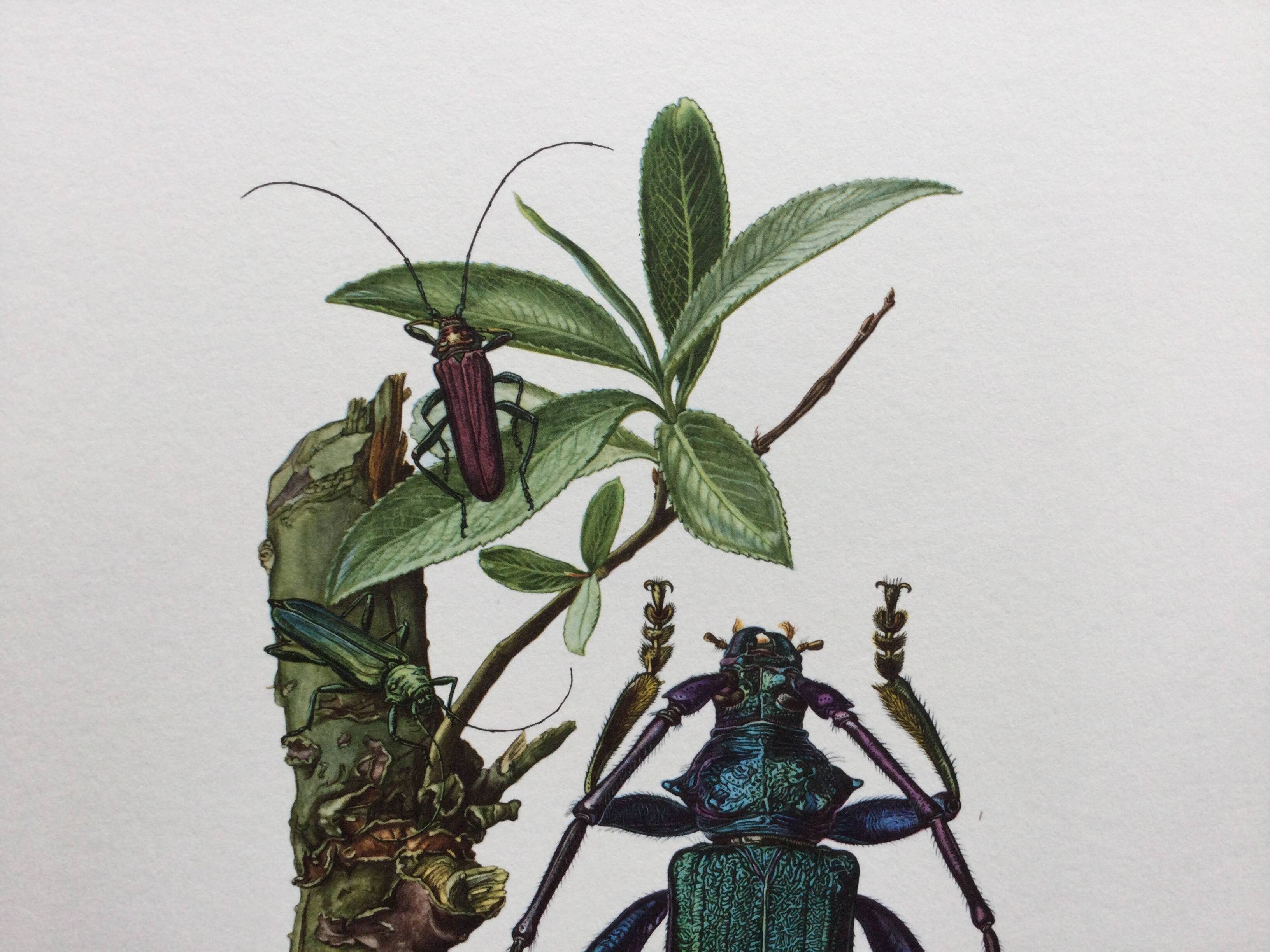 Antique illustration Insects Vintage print 60s