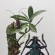 Antique illustration Insects Vintage print 60s