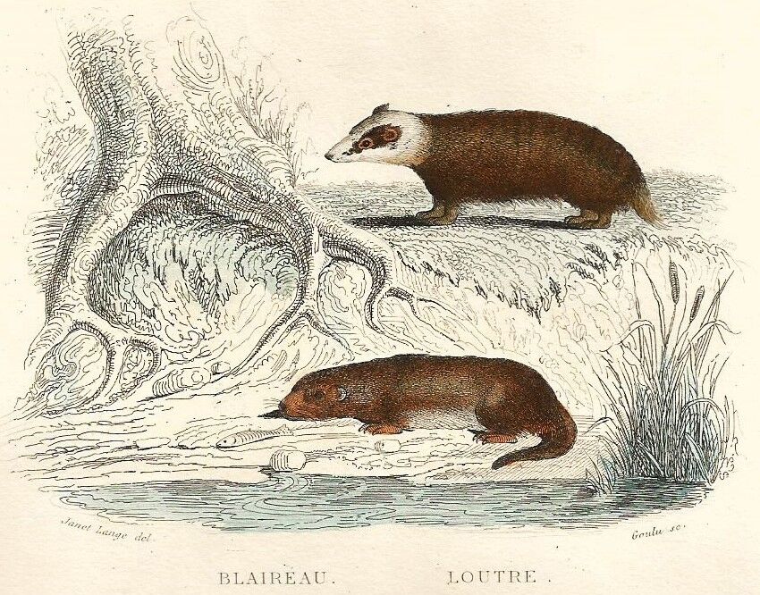 Zoological board "Blaireau - Otter - Fouine - Marte" Buffon 1848