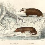 Zoological board "Blaireau - Otter - Fouine - Marte" Buffon 1848