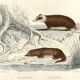 Zoological board "Blaireau - Otter - Fouine - Marte" Buffon 1848