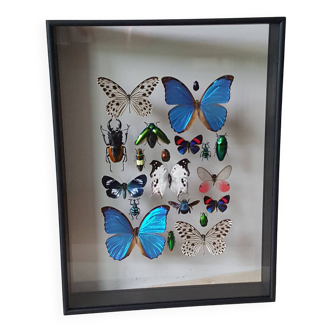 Naturalized insect frame: mosaic of butterflies and beetles