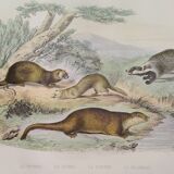 Planche zoologique originale " putois - furet - loutre - blaireau " buffon 1840