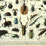 Gravure ancienne 1897 A. Millot - Insectes, entomologie