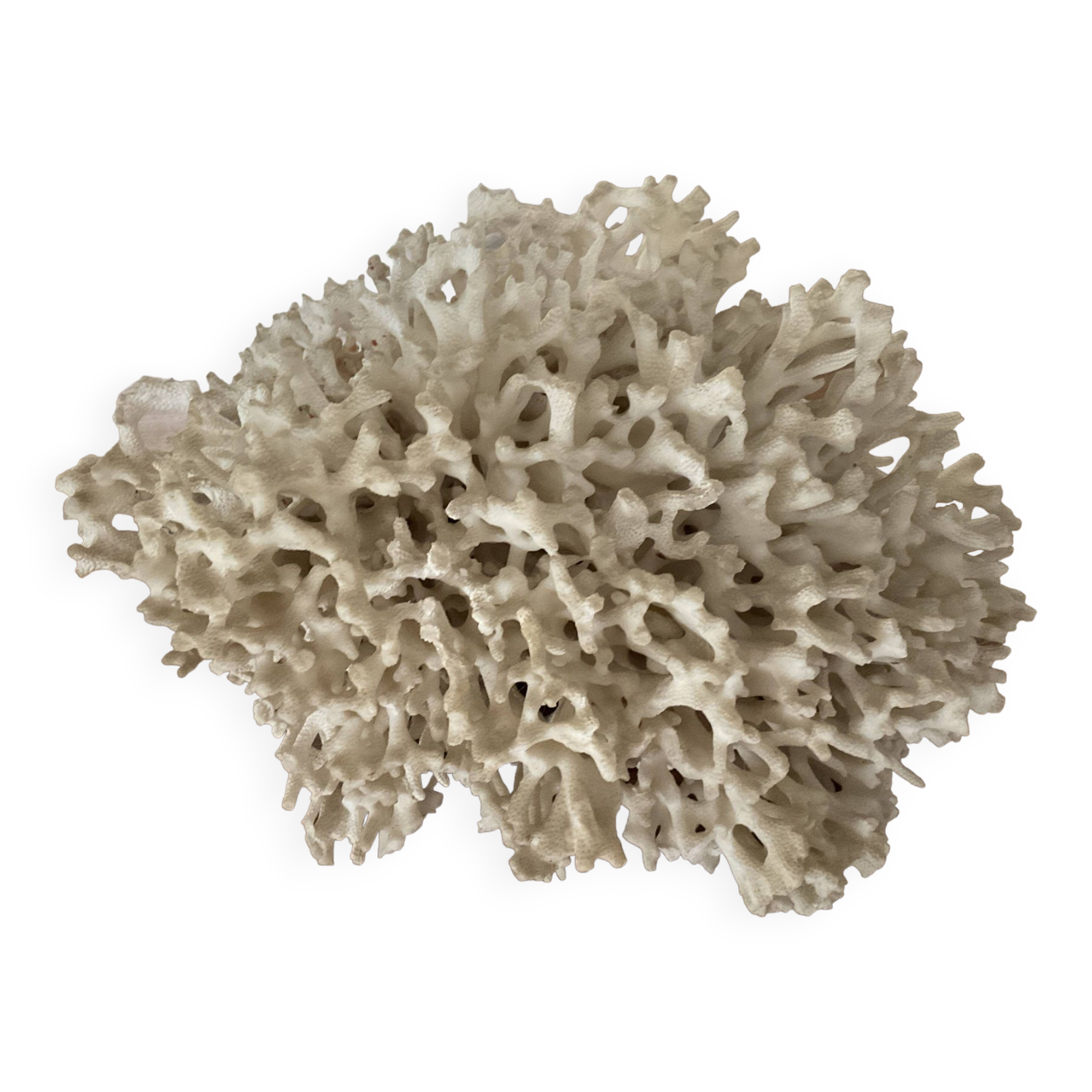 White Coral / Nest Coral. Ancient . 32cm x 24cm