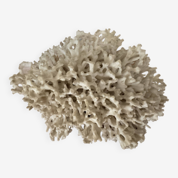 Corail Blanc / Corail nid . Ancien  . 32 cm x 24 cm