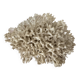 White Coral / Nest Coral. Ancient . 32cm x 24cm