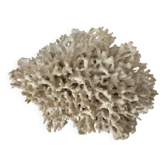 Corail Blanc / Corail nid . Ancien  . 32 cm x 24 cm