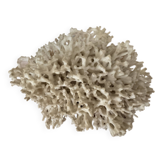 White Coral / Nest Coral. Ancient . 32cm x 24cm