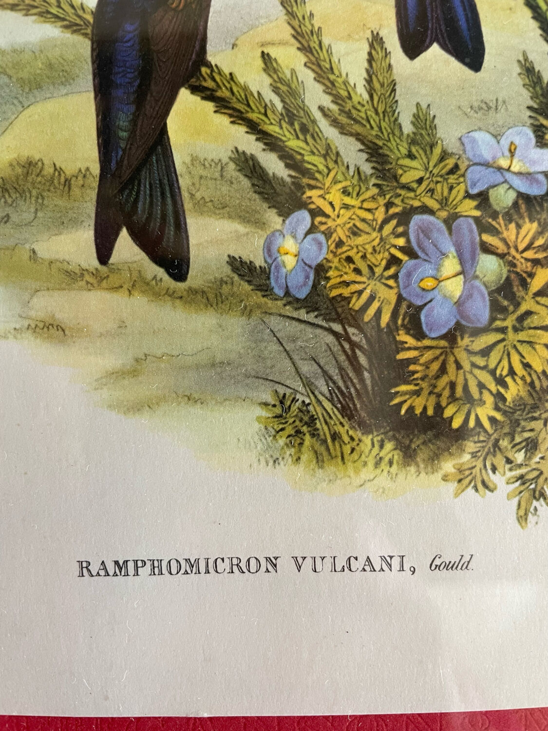 Old bird frames J. Gould and HC. Richter