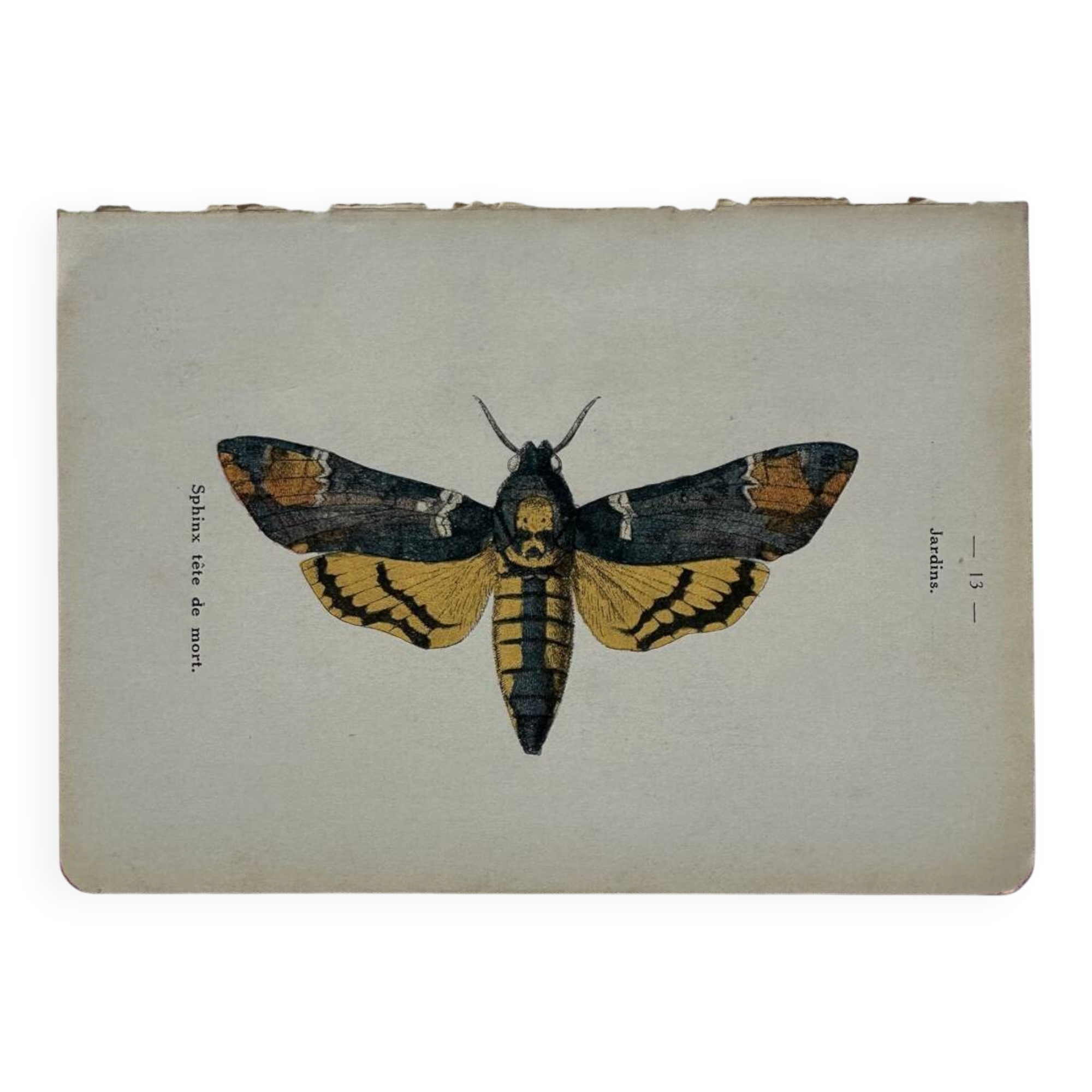 Vintage botanical engraving double-sided naturalist plate 18th century