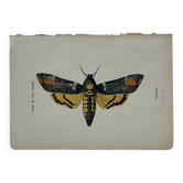 Vintage botanical engraving double-sided naturalist plate 18th century