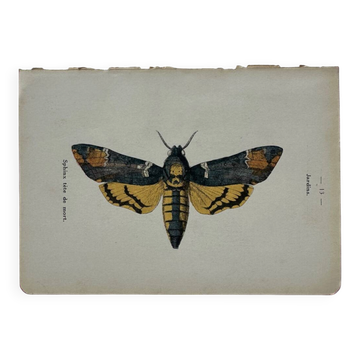 Gravure botanique vintage planche naturaliste double face 18eme
