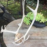 Wood hunting trophy deer