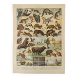 Antique print • Furbearing animals (1) • Original vintage poster from 1909