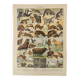 Antique print • Furbearing animals (1) • Original vintage poster from 1909