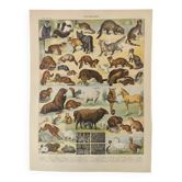 Antique print • Furbearing animals (1) • Original vintage poster from 1909